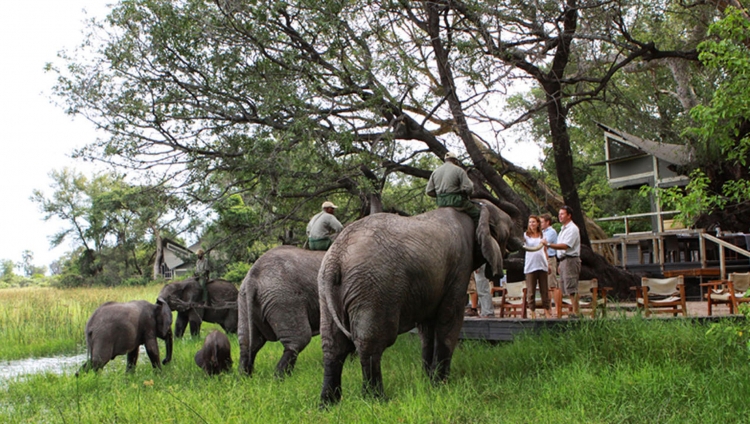 Abu Camp - Elephant Experience